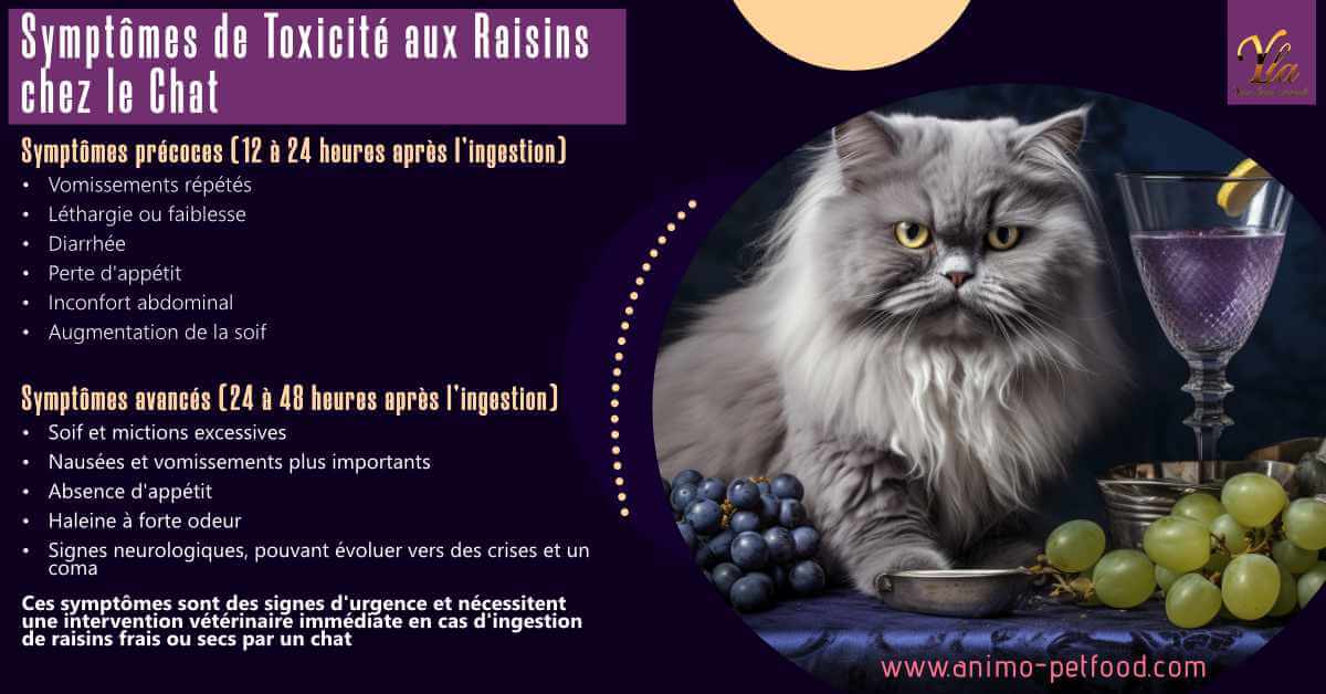 symptomes-de-toxicite-aux-raisins-chez-le-chat
